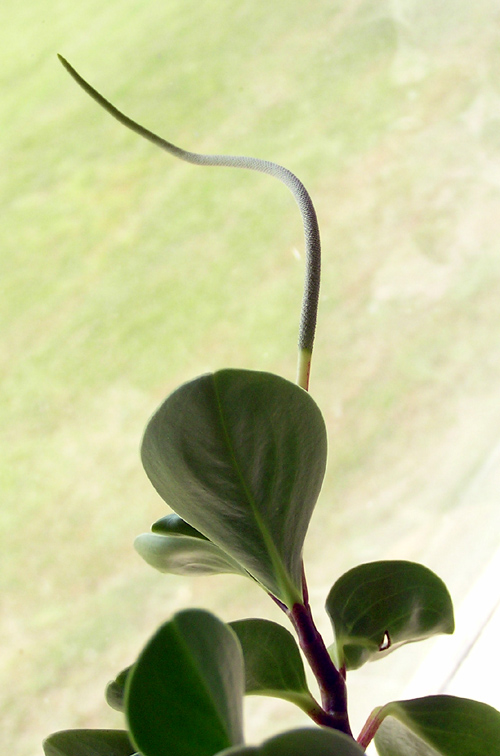 Peperomia Obtusifolia